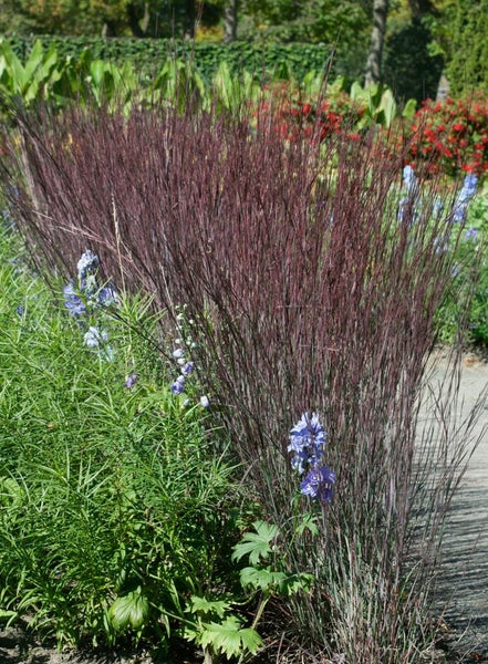 Ziergras mit dunkelroten Halmen im Garten.