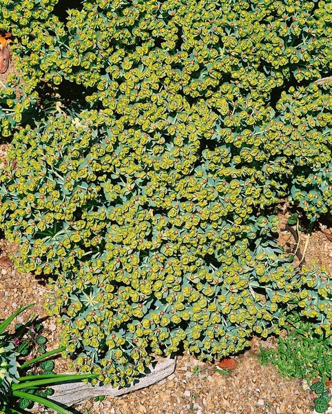 Euphorbia myrsinites Pflanze im Garten