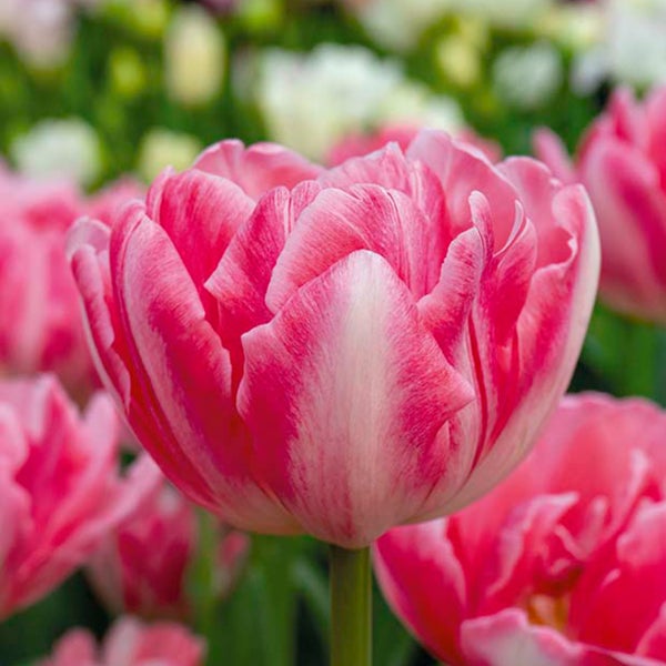 Bloomique - Mischung aus 20 - Tulipa Double Pink - Tulpenzwiebeln - gefüllte Blume - Blumenzwiebeln - Frühlingsblüte - mehrjährige Pflanzen - wird 30-35 cm groß