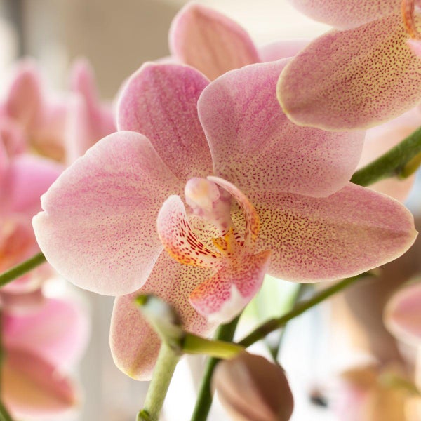 Nahaufnahme einer Phalaenopsis-Orchidee mit rosa gesprenkelten Blütenblättern und gemustertem Zentrum.