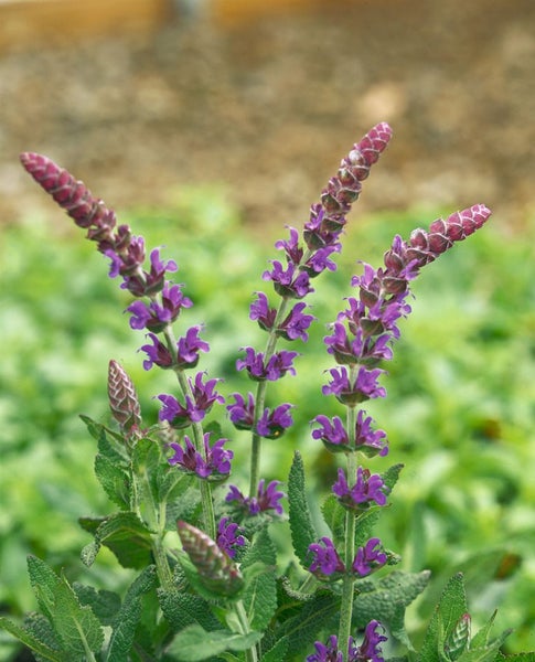 Blühende Salvia Pflanze im Garten
