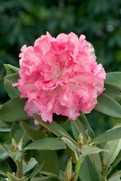 Rhododendron yak. 'Tina Heinje', rosa Blüten, 25–30 cm