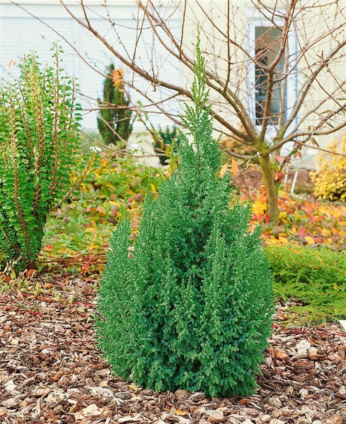 Juniperus squamata 'Loderi', Blauer Zwergwacholder, 20–25 cm
