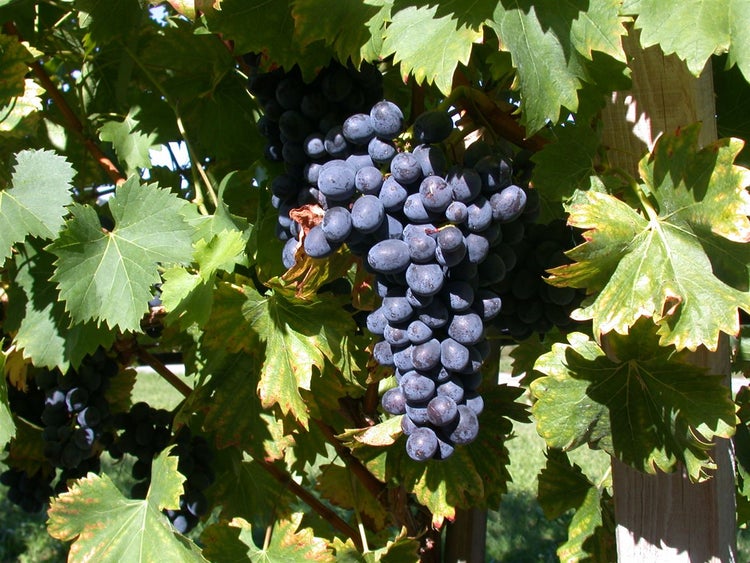 Vitis vinifera 'Attika', Weinrebe, 80–100 cm