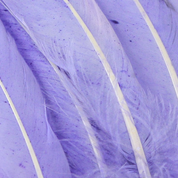 Nahaufnahme von Vogelfedern