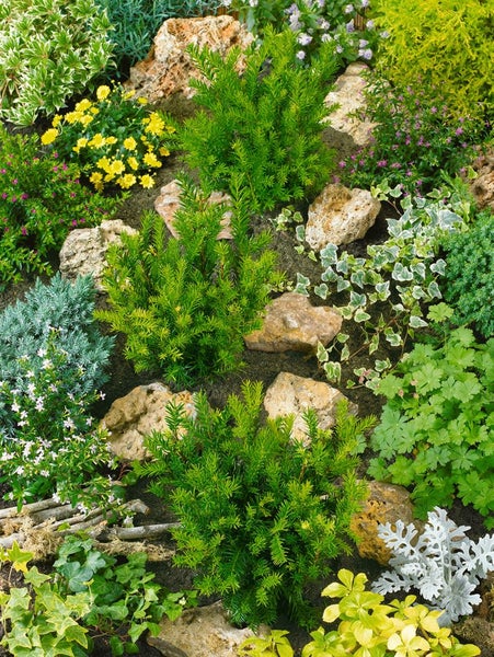 Taxus baccata 'Osterberg', Eibe, immergrün, 25–30 cm