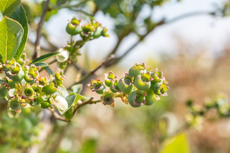 Unreife Heidelbeeren an einem Strauch mit grünen Blättern im Garten.