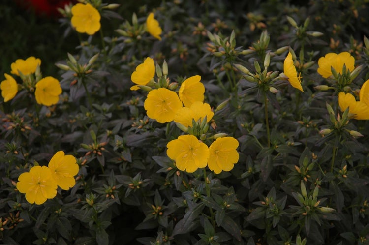 Oenothera tetragona 'Hohes Licht', Nachtkerze, gelb, ca. 9x9 cm Topf