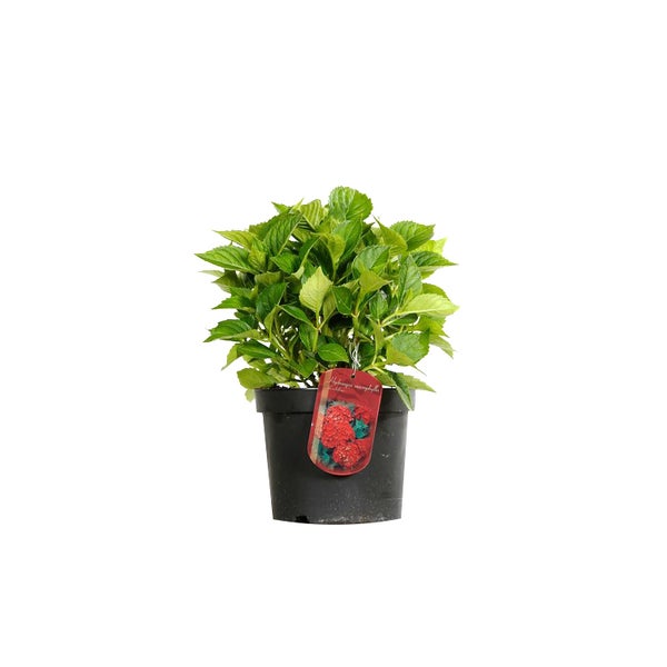 Hortensie im Topf mit Pflanzenetikett