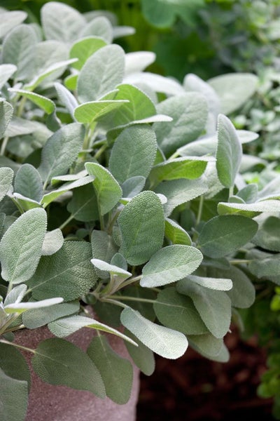 Salvia officinalis 'Berggarten', Küchensalbei, aromatisch, ca. 9x9 cm Topf