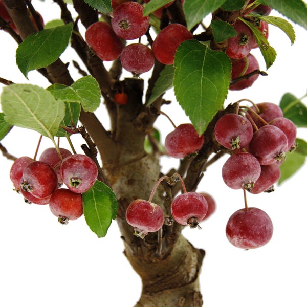 Zierapfel Malus mit kleinen roten Früchten und grünen Blättern am holzigen Stamm.