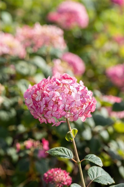 Hydrangea arborescens 'Ruby Annabelle', Hortensie, rubinrot, 40–60 cm