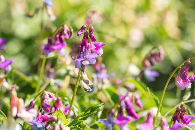 Lathyrus vernus, Frühlings-Platterbse, ca. 9x9 cm Topf, violett-rosa