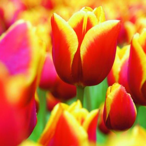 Nahaufnahme von roten und gelben Tulpenblüten