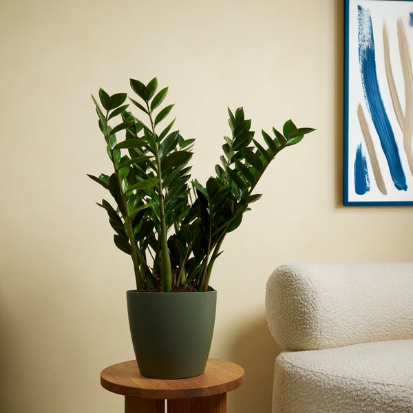 Bloomique - 2er Set - Zamioculcas Zamiifolia - Glücksfeder - Zimmerpflanzen Groß - Sehr Pflegeleicht - Luftreinigend - Höhe 80-90 cm - Topf 21 cm