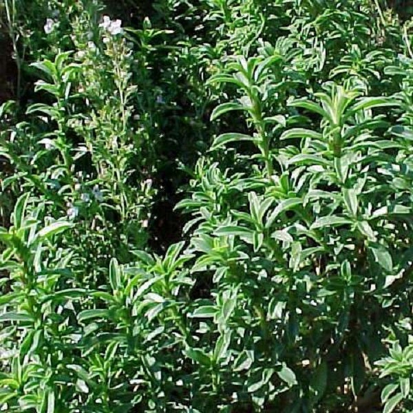 Garten mit buschigen Ysop Pflanzen