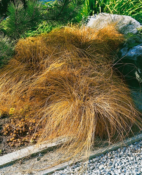 Carex comans 'Bronze', Ziergras, bronzefarben, ca. 9x9 cm Topf