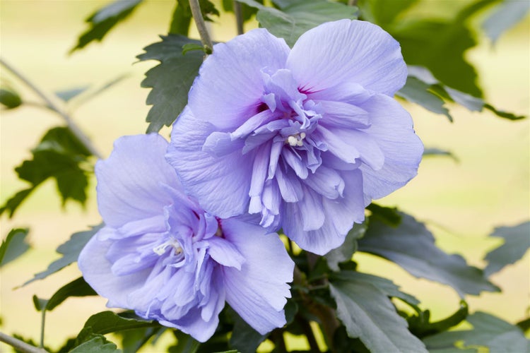 Hibiscus syriacus 'Blue Chiffon', Gartenhibiskus, blau, 40–60 cm
