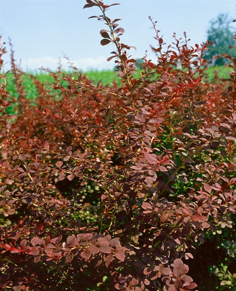 Berberis thunbergii 'Atropurpurea', Blutberberitze, purpurrot, 40–60 cm