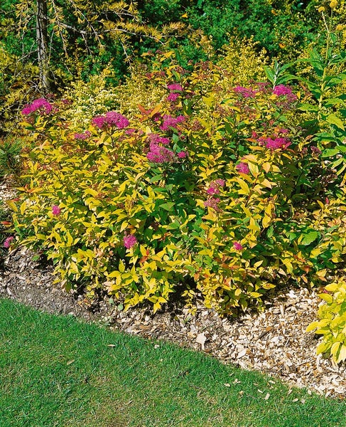 Goldspiere mit rosa Blüten im Garten.