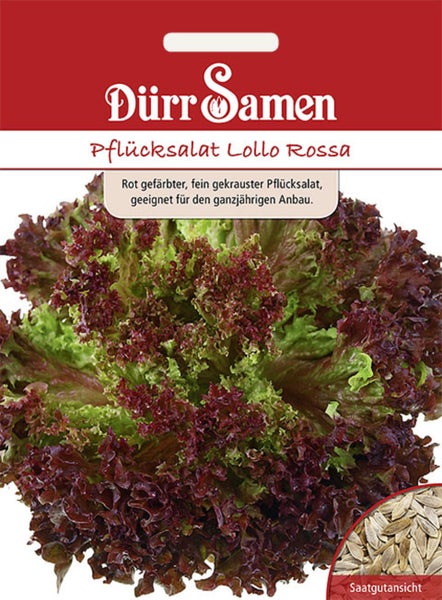 Dürr Samen Logo, Samentüte für Pflücksalat Lollo Rossa mit fein gekräuselten roten Blättern und einer Ansicht der Samen.