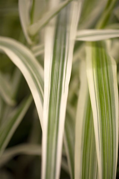 Arundo donax 'Variegata', Riesenschilf, gestreift, ca. 11x11 cm Topf