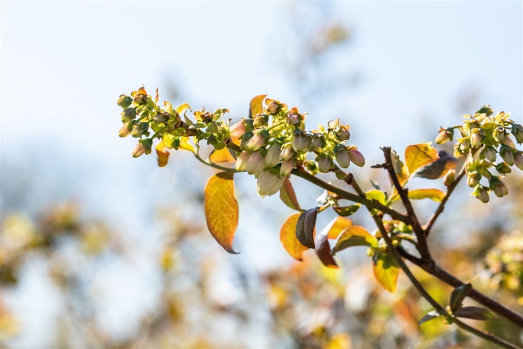 Nahaufnahme einer blühenden Heidelbeere mit kleinen glockenförmigen Blüten und jungen Blättern im Frühling.