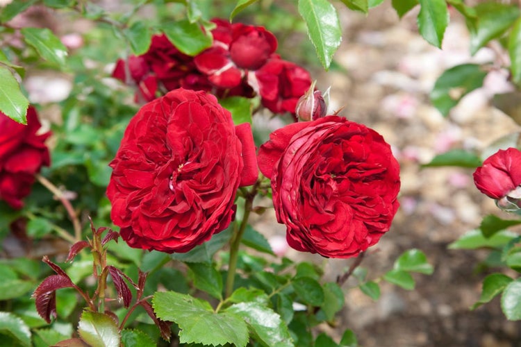 Rosa 'Rotkäppchen', rote Blüten, ca. 5-7,5 Liter Container