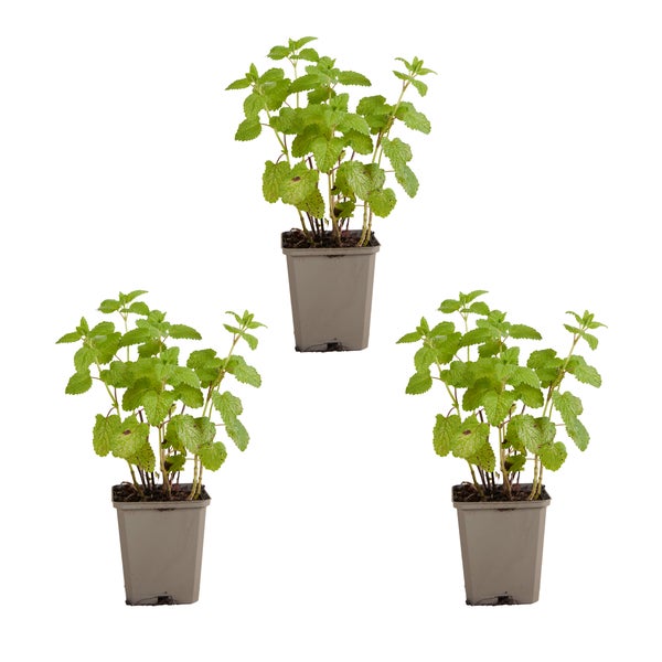 Nahaufnahme von Zitronenmelisseblättern