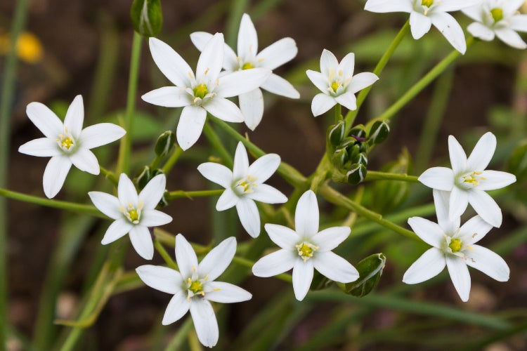SAFLAX  - Edelweiss - Leontopodium alpinum - 500 Samen