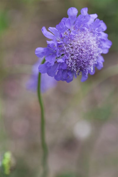 Scabiosa columbaria 'Butterfly Blue', Skabiose, blau, ca. 11x11 cm Topf