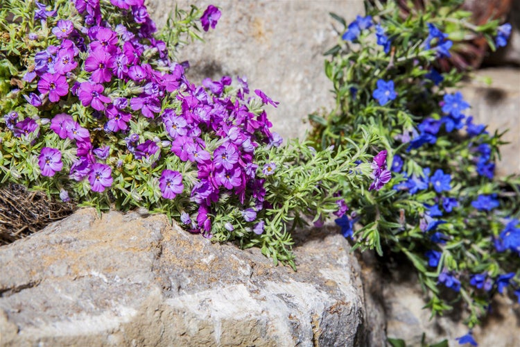 Phlox subulata 'Ronsdorfer Schöne', Teppichphlox, rosa, ca. 9x9 cm Topf