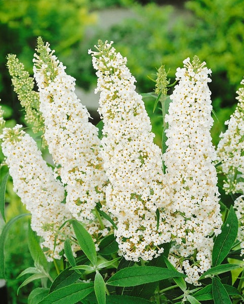 Buddleja 'White Profusion', Schmetterlingsflieder, weiß, 80–100 cm