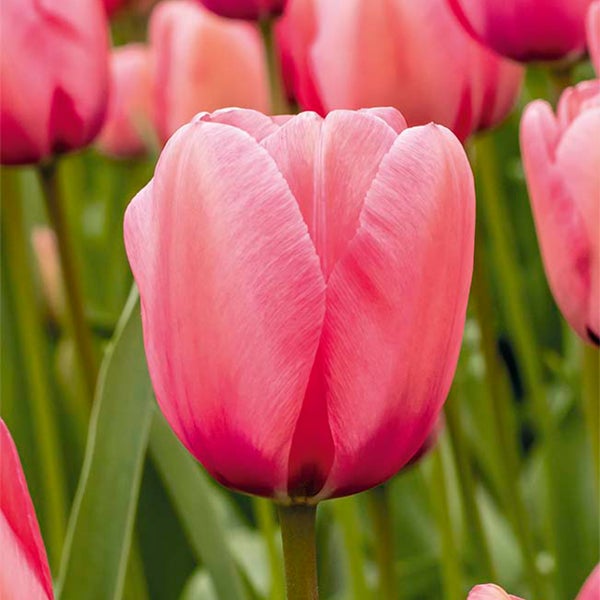 Bloomique - Mischung aus 20 - Tulipa - Tulpenzwiebeln - Rosa - Blumenzwiebeln - Frühlingsblüher - Mehrjährige Pflanzen - Wird bis zu 45-55 cm groß