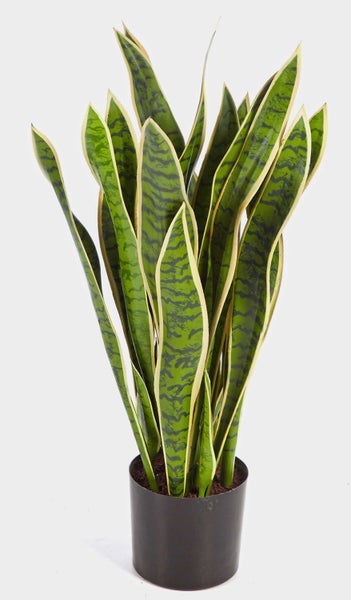 Bogenhanf Sansevieria mit aufrechten grün gemusterten Blättern und gelbem Rand.