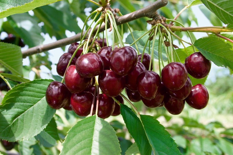 Junger Kirschbaum voller Früchte in einer weitläufigen, organisierten Obstplantage bei hellem Tageslicht.