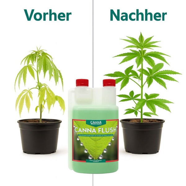 Canna Flush Pflanzendünger Flasche im Vorher Nachher Vergleich einer Cannabis Pflanze