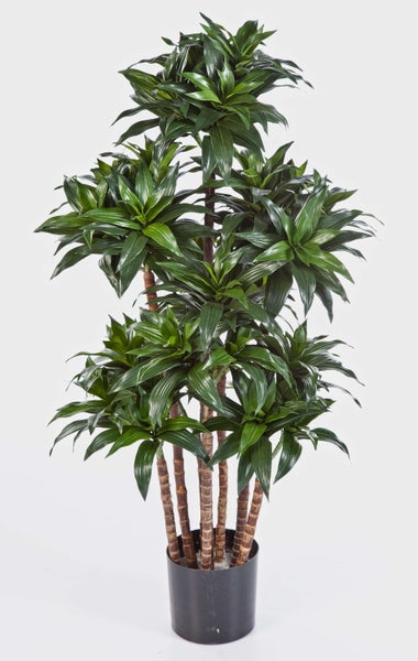 Nahaufnahme der Zimmerpflanze Dracaena fragrans Compacta mit dichtem, glänzendem Blattwerk.