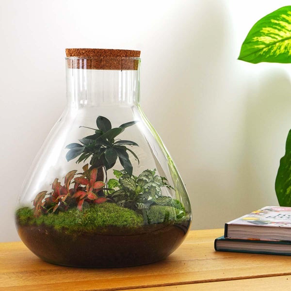 Flaschengarten Sam XL - mit Bonsai - DIY-Pflanzenterrarium - 35cm hoch