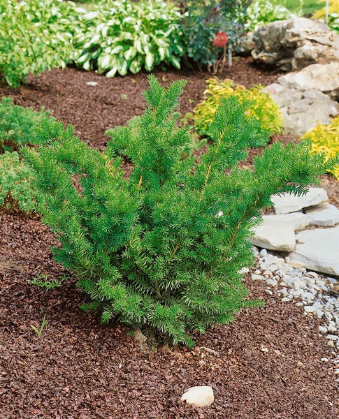 Taxus media 'Farmen', Becher-Eibe, immergrün, 25–30 cm