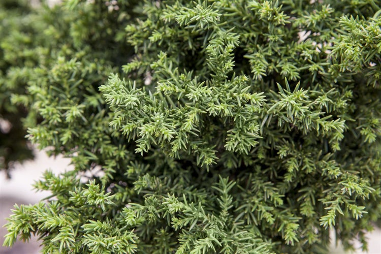Cryptomeria japonica, Japanische Sicheltanne, 40–60 cm