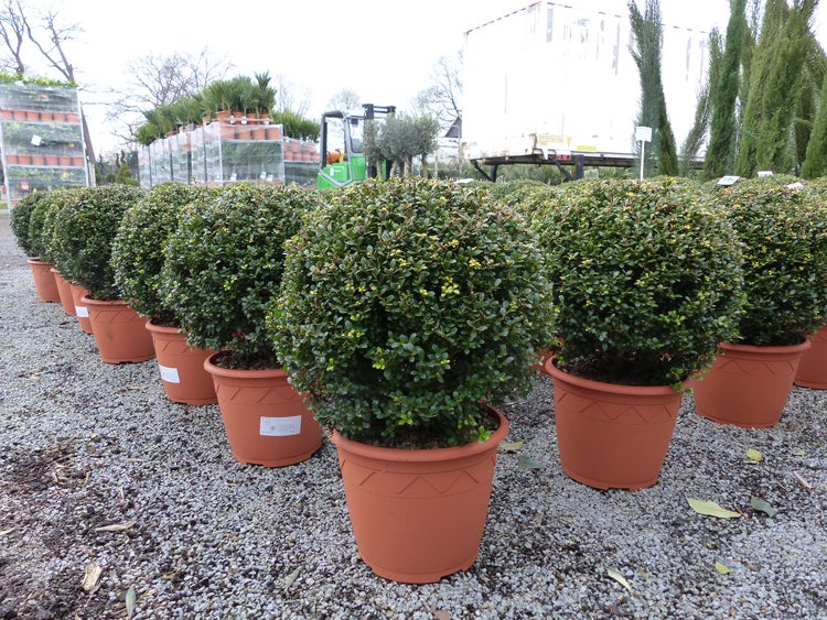 Geordnete Reihe von kugelförmig geschnittenen immergrünen Sträuchern in Kunststofftöpfen auf einer Kiesfläche in einer Baumschule.