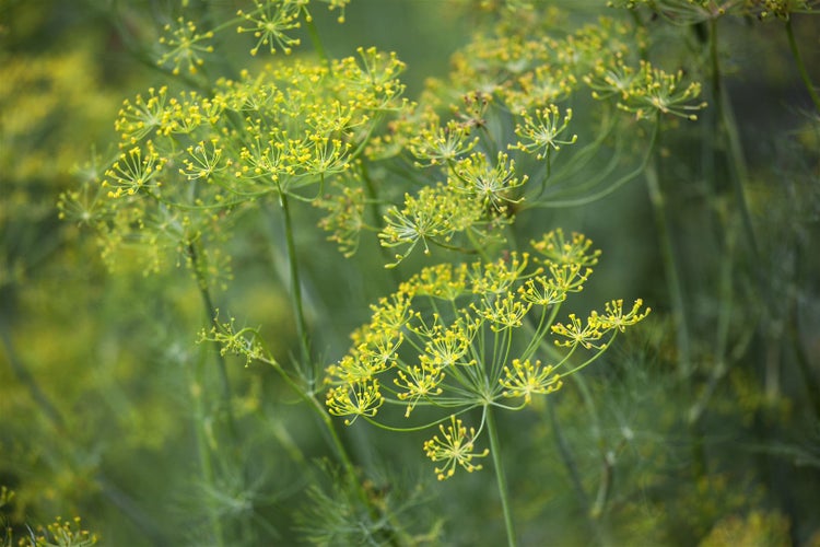 Anethum graveolens, Dill, aromatisch, ca. 11x11 cm Topf