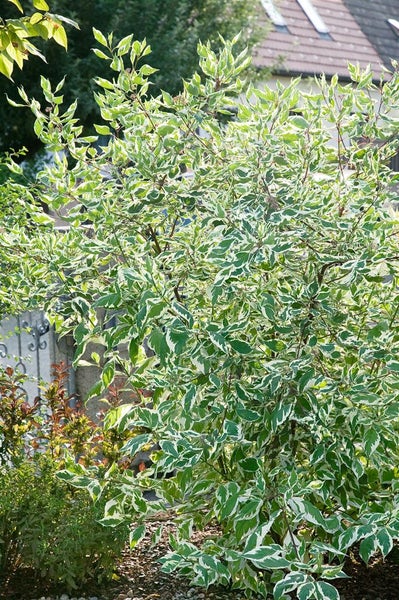 Pflanze mit grün-weißen Blättern im Garten