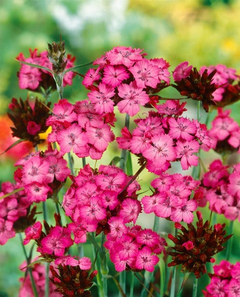 Dianthus carthusianorum, Karthäuser-Nelke, rosa Blüten, ca. 9x9 cm Topf