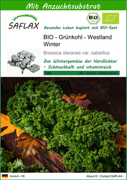 SAFLAX  - BIO - Grünkohl - Westland Winter - Brassica oleracea var. sabellica - 70 Samen - Mit keimfreiem Anzuchtsubstrat