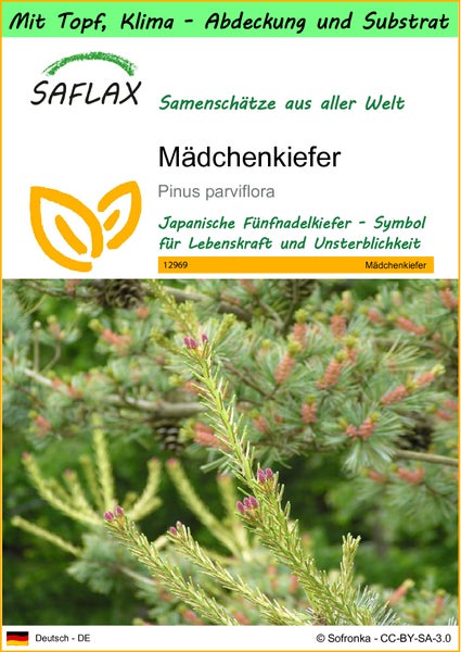 SAFLAX Garden to go - Mädchenkiefer - Pinus parviflora - 10 Samen - Mit Topf, Klima - Deckel und Anzuchtsubstrat