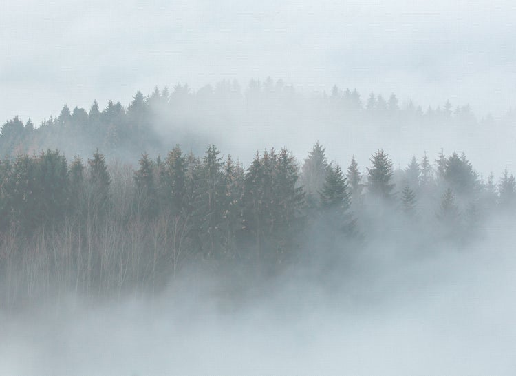 Wandbild mit Waldlandschaft im Nebel, Leinwandstruktur, Bäume in dunstiger Atmosphäre.