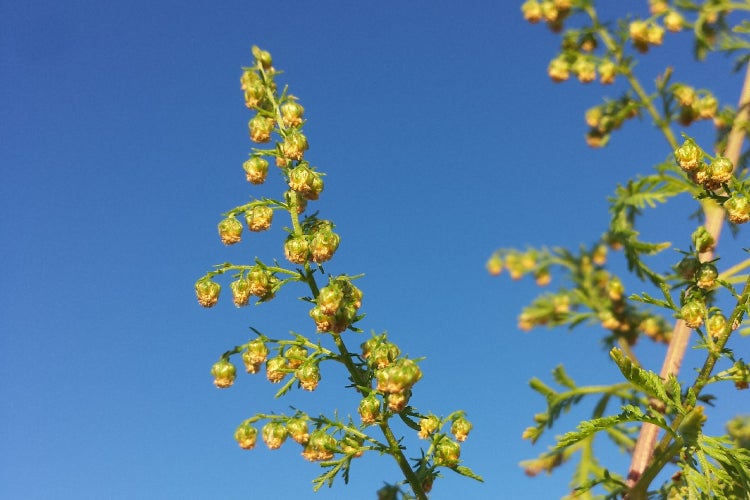 SAFLAX  - Chinesischer Beifuß Qing Hao - Artemisia annua - 250 Samen