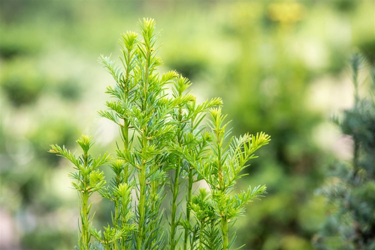 Taxus baccata 'Fastigiata', Säuleneibe, immergrün, 140–160 cm